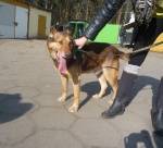 Czekuś w pełnej krasie